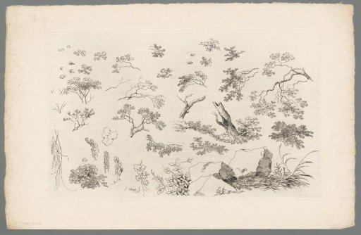 Study of branches, leaves and shrubs