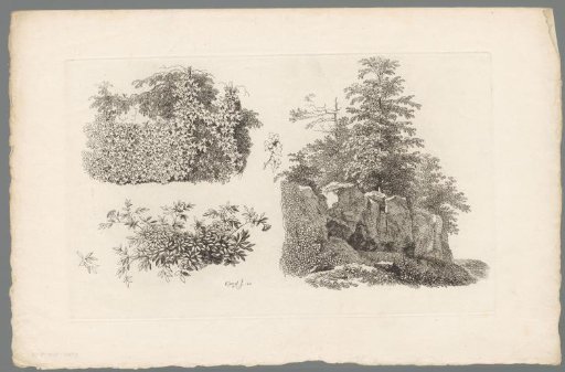 Study of shrubs, plants and trees on a rocky outcrop