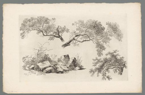 Study of branches and vegetation near rocks