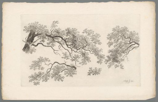 Study of tree branches