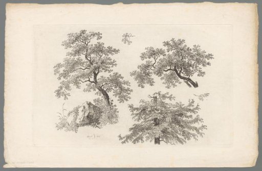 Study of tree branches