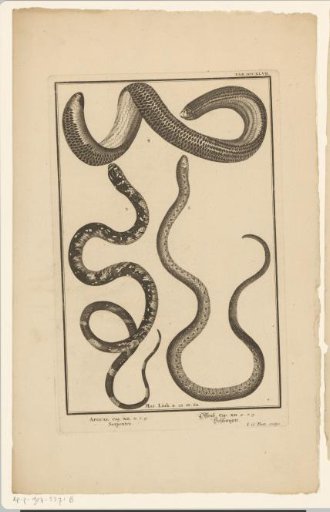 Encyclopedic representation of snakes