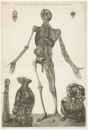 Anatomical study of a man