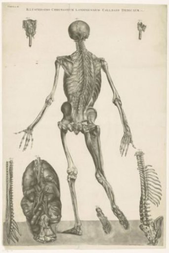 Anatomical study of a man