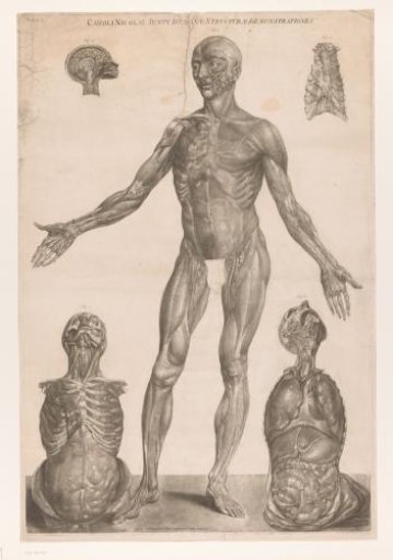 Anatomical Study of the Front of the Body