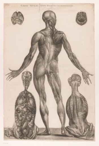 Anatomical Study of the Back of the Body