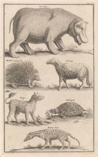 Animals in South Africa