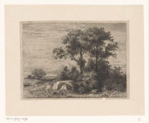 Two trees in the undergrowth
