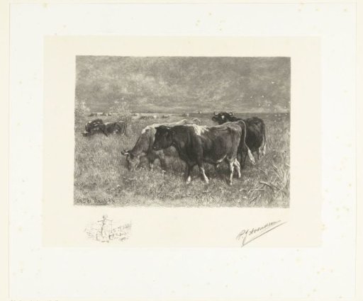 Cattle in a Meadow
