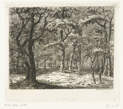 Clearing in the forest