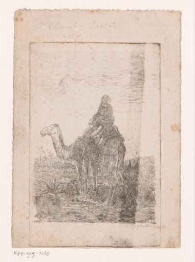 Dromedary with rider in a landscape