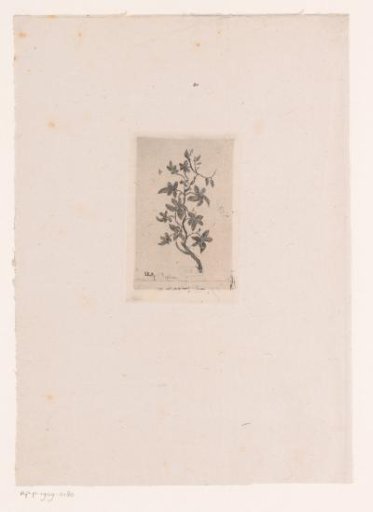 Flower study