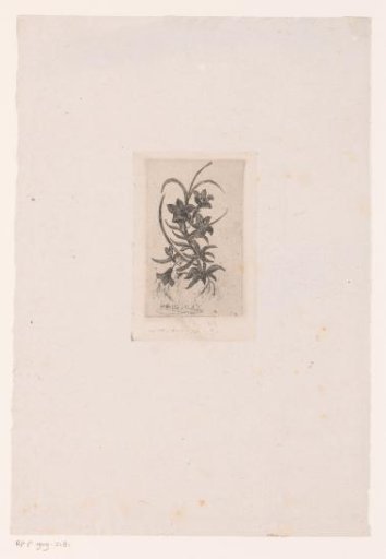 Flower study