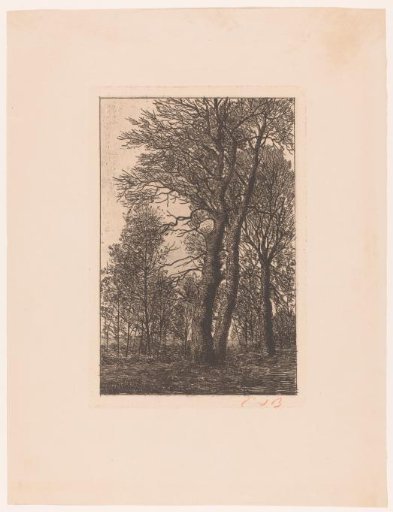 Group of trees