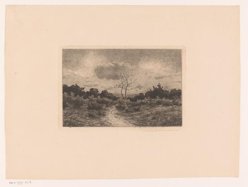 Country road through low vegetation