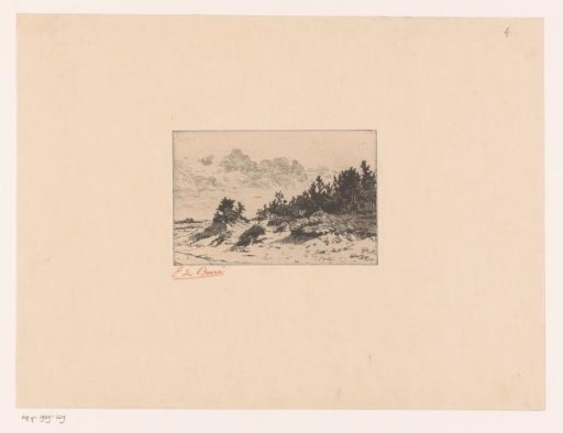 Forest at the edge of the dunes