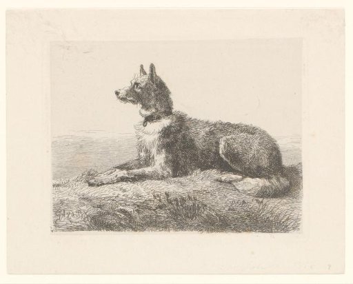 Shepherd Dog