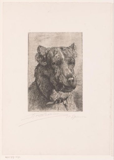 Head of a Dog