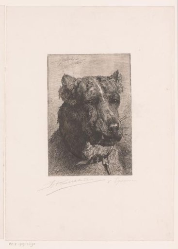 Head of a Dog