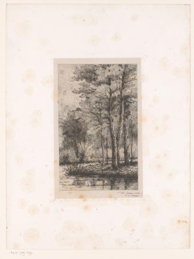 Trees by the Water