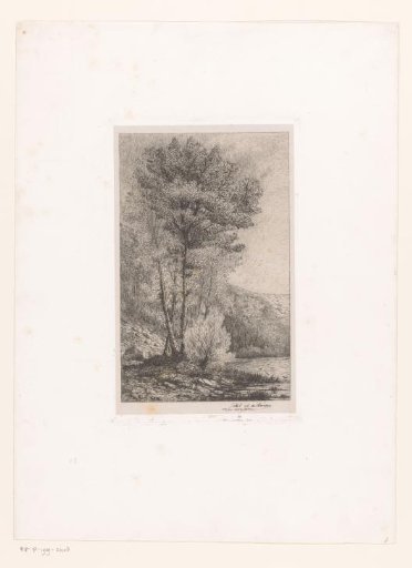Tall trees by a lake