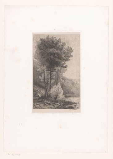 Tall trees by a lake
