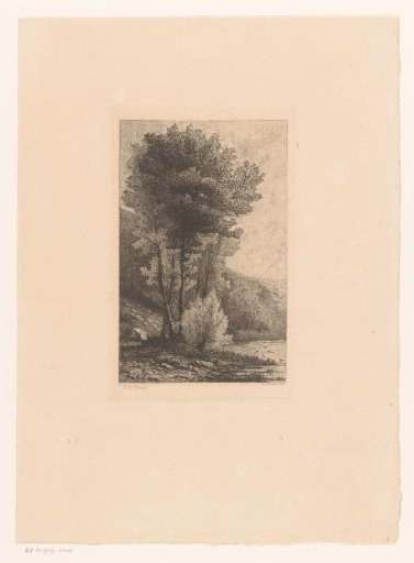 Tall trees by a lake