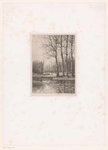 Four trees by a lake, with brushwood behind them