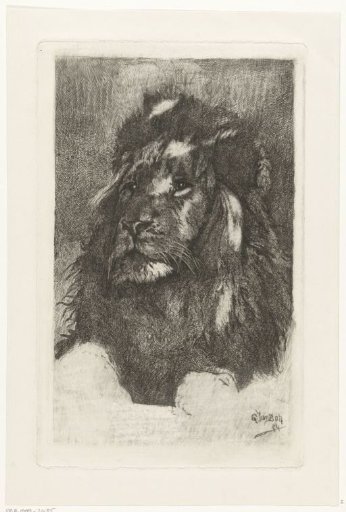 Head of a Lion