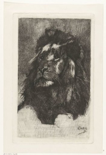 Head of a Lion