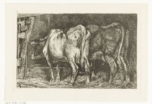 Two cows at a feeding trough