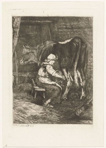 A cow being milked in the cowshed