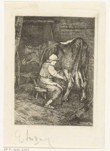 A cow being milked in the cowshed