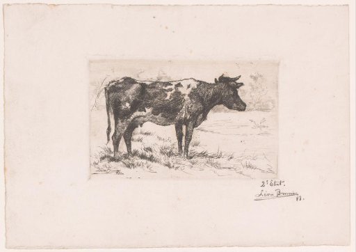 Cow at the Edge of the Water