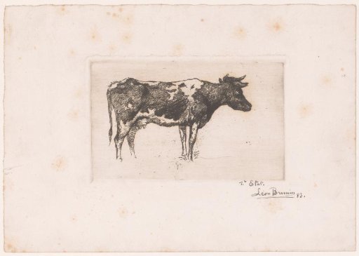 Cow at the Edge of the Water