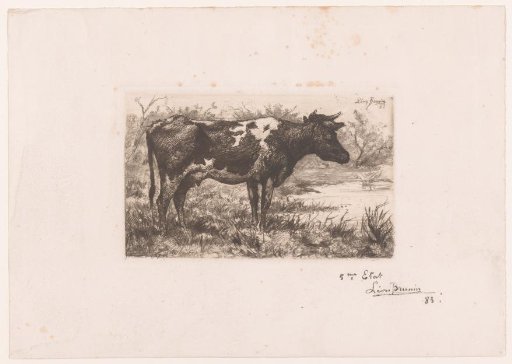 Cow at the Edge of the Water