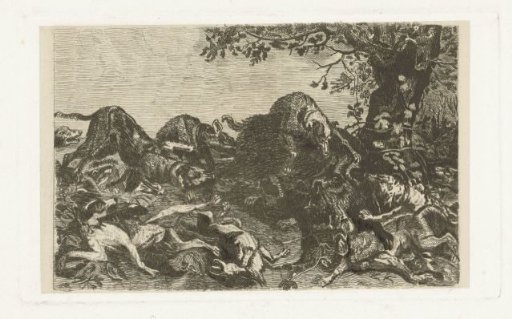 Dog hunt on a wild boar