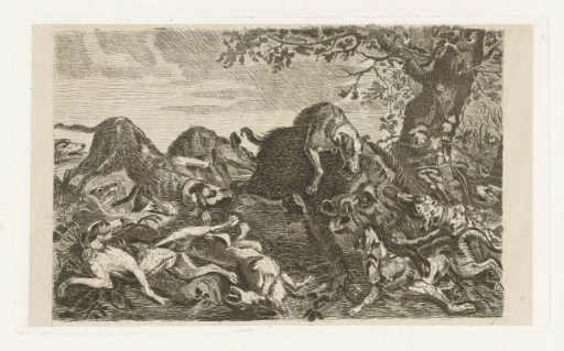 Dog hunt on a wild boar