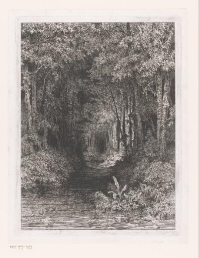 Stream through the forest