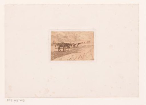 Cows on the coast