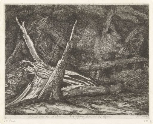 Felled trees after a storm