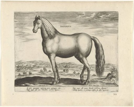 Stallion from Anatolia