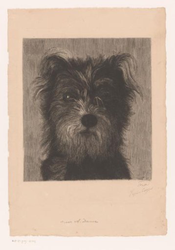 Head of a dog