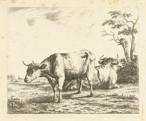 Two cows in a meadow