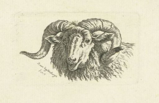 Head of a ram