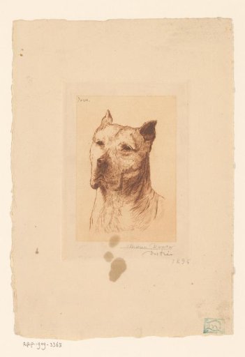 Portrait of the dog Pacha
