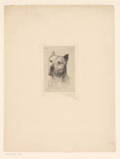 Portrait of the dog Pacha