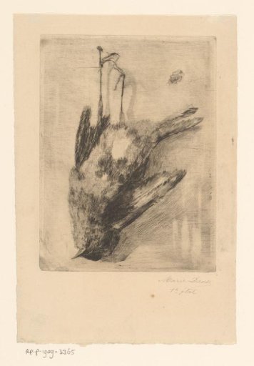 Dead bird, hanging by the feet