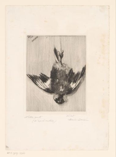 Dead bird with outspread wings, hanging by the feet