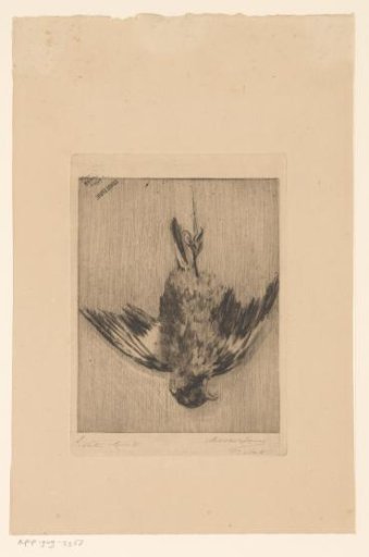 Dead bird with outspread wings, hanging by the feet